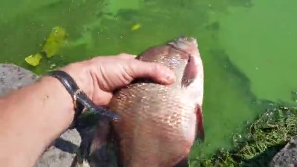 Pescatore rilascia pesce nel fiume — Video Stock