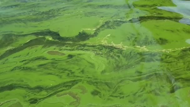 Blühendes Wasser im Fluss — Stockvideo