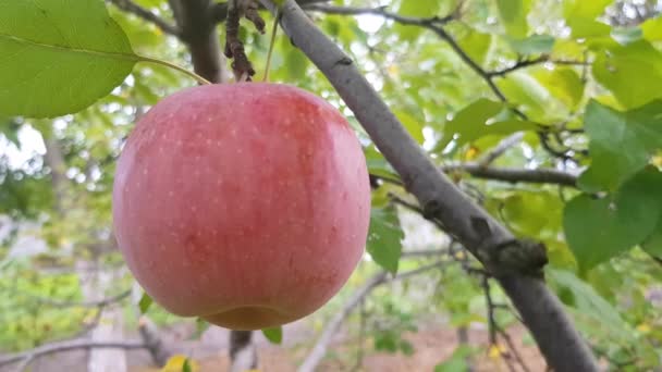 Manzana madura en una rama — Vídeo de stock