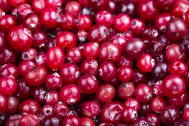 Çiğ yaban mersini yakın plan