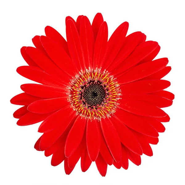 Red gerbera flower head isolated on white background closeup. — 스톡 사진