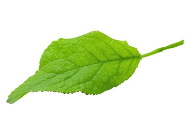 Erik yaprakları beyaz arkaplanda izole edilmiş, tam derinlik. 