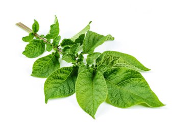 Patates yaprağı beyaza izole edilmiş. Tam alan derinliği. 