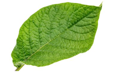 Patates yaprağı beyaza izole edilmiş. Tam alan derinliği. 