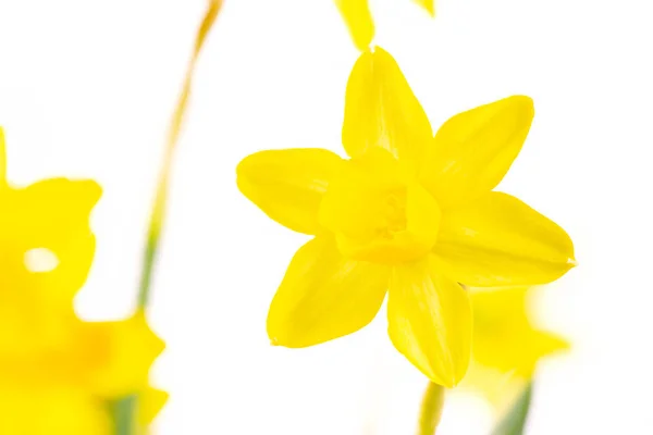 노란 다포 딜 꽃들 — 스톡 사진