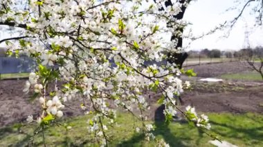 Meyve ağaçları güzel çiçek açar.