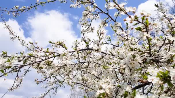 As árvores de fruto florescem lindamente — Vídeo de Stock