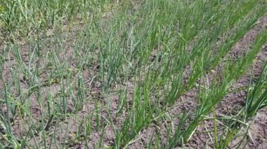 soğan ekimi filizyakın çekim