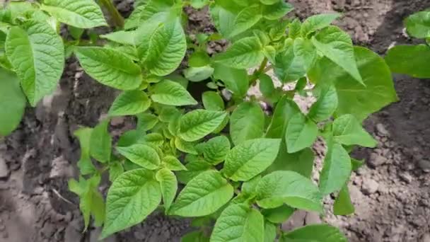 Groene aardappelstruiken groeien in de moestuin. — Stockvideo