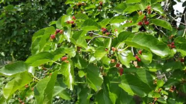 Bir dalda dut çileği.