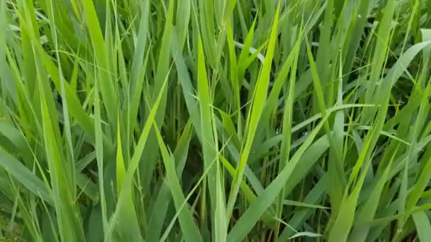 Herbe fraîche et juteuse sur une pelouse verte gros plan.
