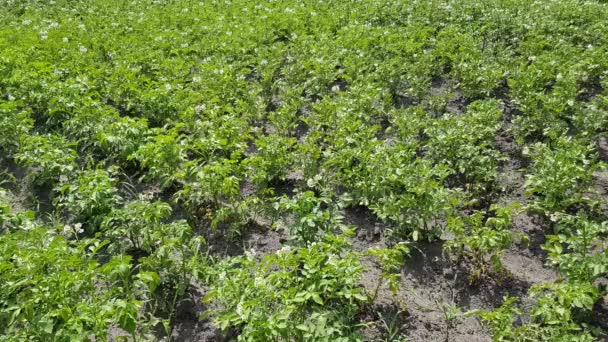 Jonge struiken van aardappelen — Stockvideo