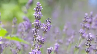 Lavanta çiçekleri yakın plan..