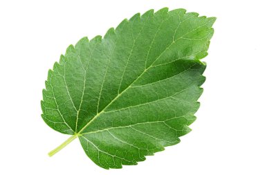 Dut yaprakları beyaz üzerine izole edilmiş. Tam alan derinliği. 