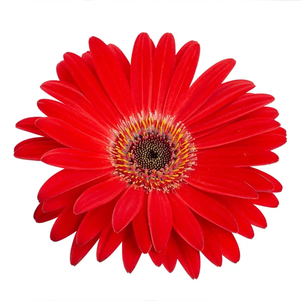 Red gerbera flower head isolated on white background closeup. — 스톡 사진