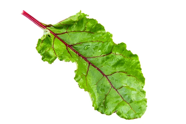Beet leaves isolated on white. Full depth of field. — 스톡 사진
