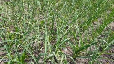 Taze yeşil sarımsak