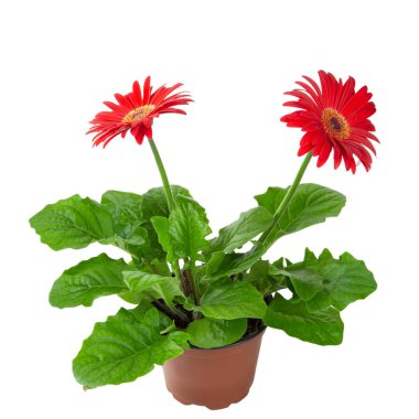 Kırmızı gerbera çiçeği, beyaz arka planda izole edilmiş bir saksıda.
