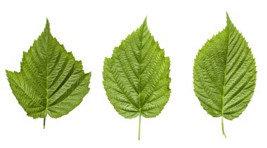 beyaz zemin üzerinde izole Ahududu yaprakları