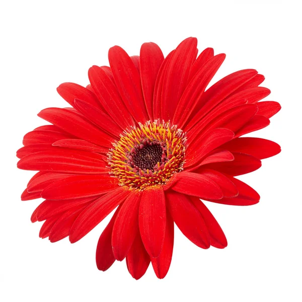 Red gerbera flower head isolated on white background closeup. — 스톡 사진