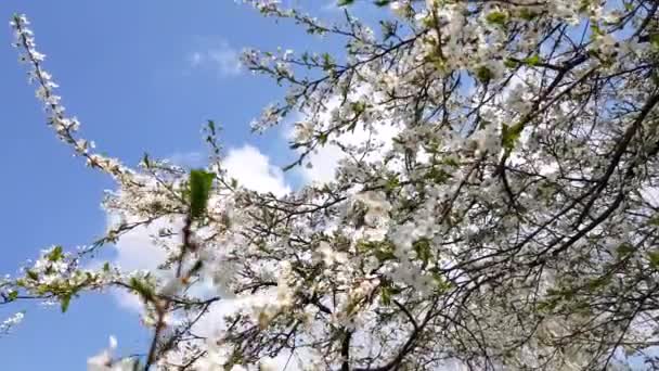 As árvores de fruto florescem lindamente — Vídeo de Stock