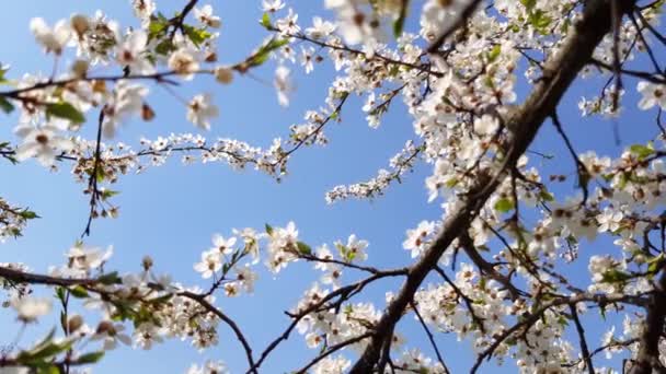 Fruitbomen bloeien prachtig — Stockvideo