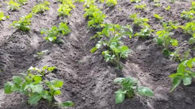 Genç patates çalıları