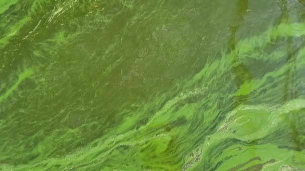 Цветущая вода в реке — стоковое видео