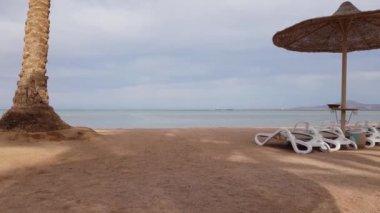 bir palmiye ağacının yanında deniz kenarında şezlong.