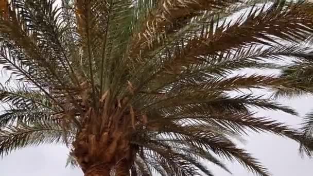 Hojas de palma en el viento . — Vídeos de Stock