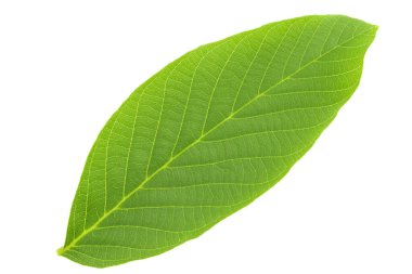 Ceviz yaprakları beyaz arka planda izole. Dosya kırpma yolu içeriyor.
