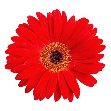 Kırmızı gerbera çiçeği beyaz arka planda izole edilmiş. Dosya kırpma yolu içeriyor.