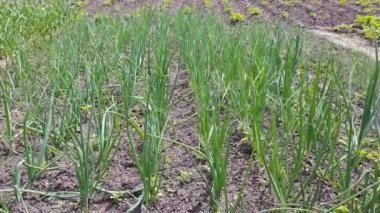 Baharın başlarında soğan filizlerinin yakın plan çekimi.