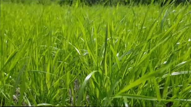 Herbe fraîche et juteuse sur une pelouse verte gros plan.