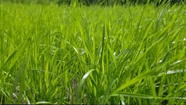 Herbe fraîche et juteuse sur une pelouse verte gros plan. — Video