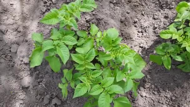 Arbustos jovens de batatas — Vídeo de Stock