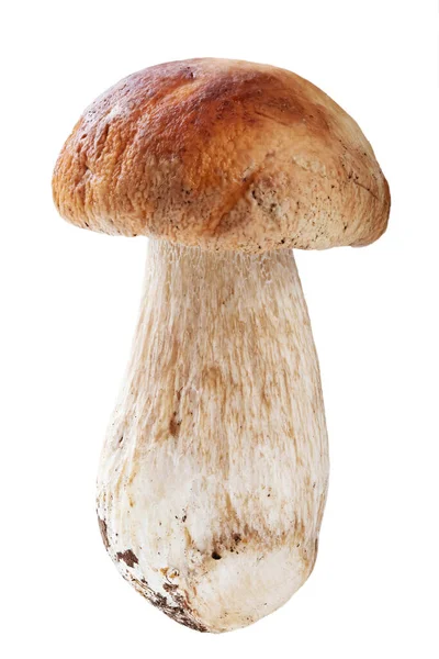 Fresh Porcini Cep Mushroom Isolated White Background File Contains Clipping — Stock Photo, Image