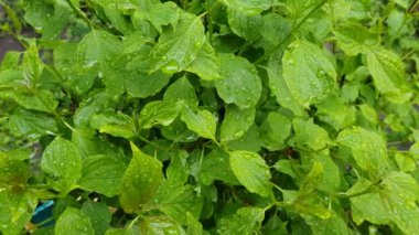 Çalıların yapraklarındaki çiy taneleri