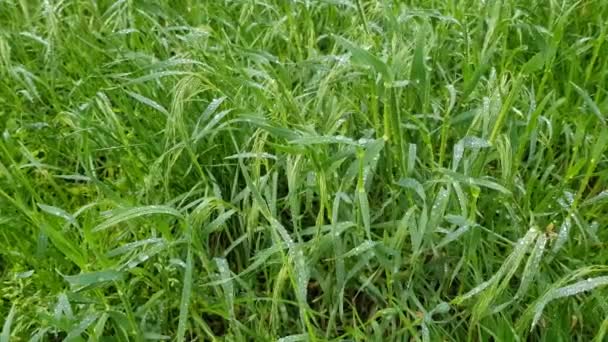 Herbe verte fraîche avec rosée — Video