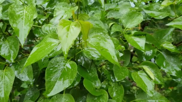 Grüner Strauch mit Tau auf den Blättern — Stockvideo