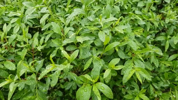 Gotas de agua en un arbusto después de la lluvia — Vídeos de Stock