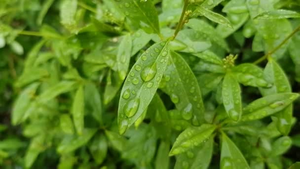 Embun pada daun hijau close-up — Stok Video