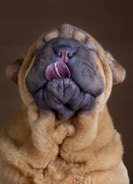 Sharpei mit Zunge — Stockfoto