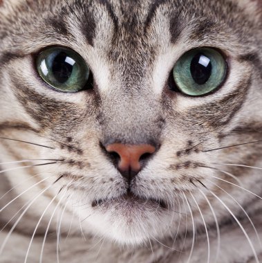 Kedi yüz