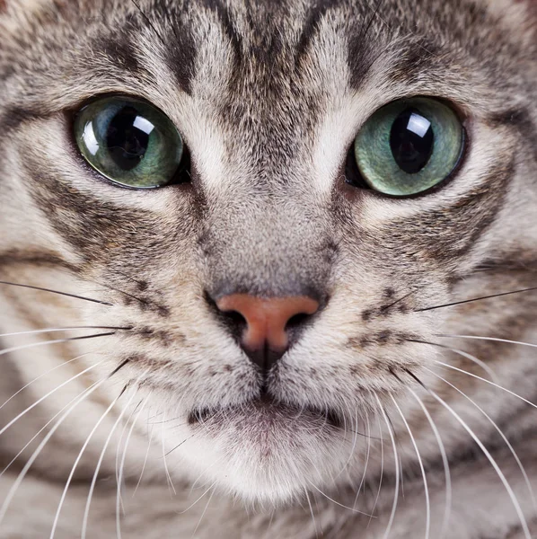 bakan bir kafeste yavru kedi — Stok Foto © suemack 4577048