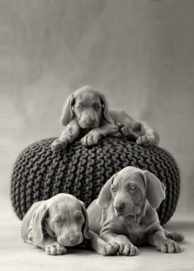 Weimar köpek yavrusu yastık