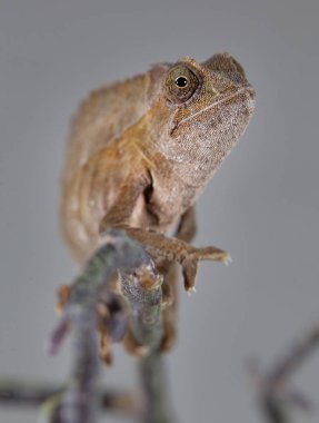 Kahverengi ramphaleon portre