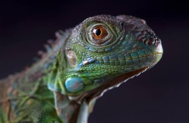 Makro iguana portre
