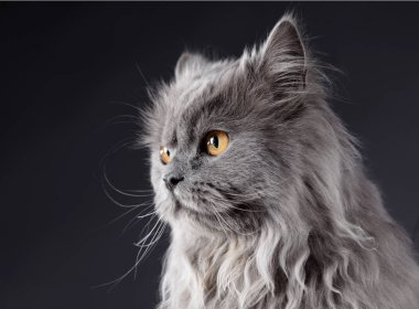 Farsça Gri kedi 