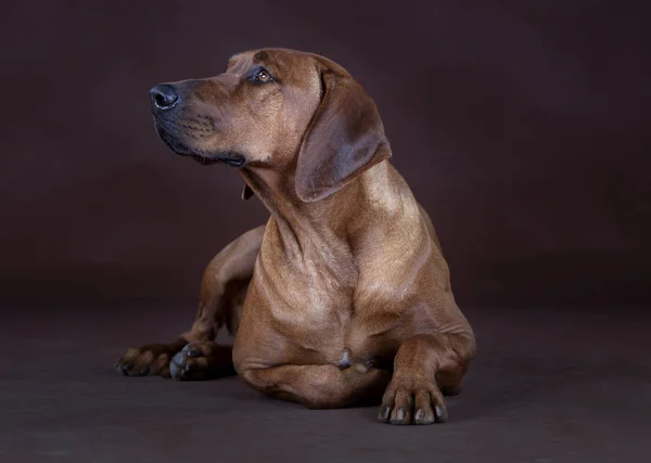 Retrato de Ridgeback da Rodésia — Fotografia de Stock